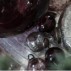 Julekugle mini glas vinrød - Ib Laursen H: 4 cm