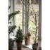 Cedertræ i potte - Ib Laursen - H: 95 cm.