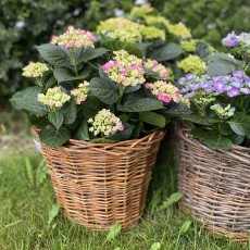 Kurve & | planter & til blomster • Mostersskur.dk