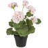 Pelargonie i potte - Ib Laursen H: 36