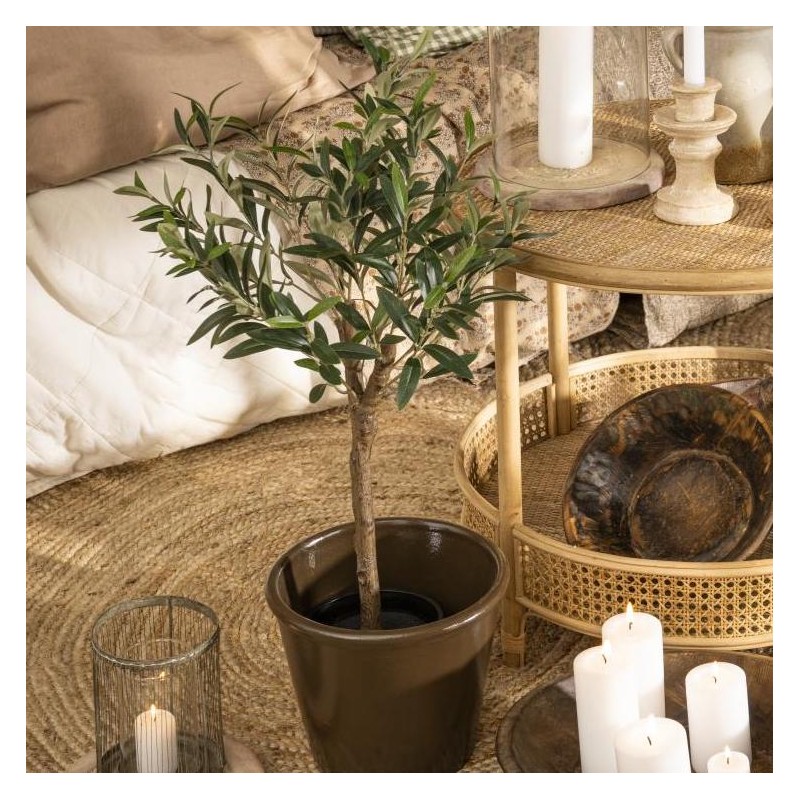 Oliventræ i potte - Ib Laursen H: 75