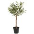 Oliventræ i potte - Ib Laursen H: 75