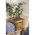Oliventræ i potte - Ib Laursen H: 67