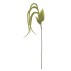 Foxtail stilk grøn, kunstig - Bloomingville - H: 107 cm