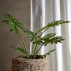 Philodendron plante gøn, kunstig - Bloomingville - H: 84 cm