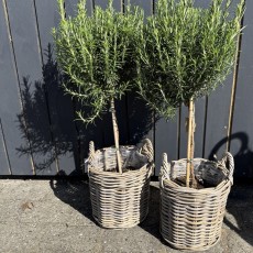 Kurv rattan m/ hanke - Aafod H: 25