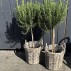 Kurv rattan m/ hanke - Aafod H: 25