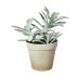 Sukkulent plante grøn, kunstig - Speedtsberg - H: 20