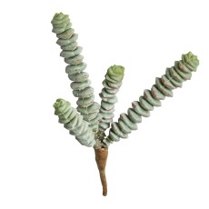 Sukkulent 4gren, kunstig - Speedtsberg - H: 15