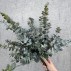 Eucalyptus stilk, kunstig - Barbara H:75 cm