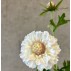 Skabiose hvid, kunstig - Barbara H:72 cm