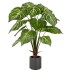 Philodendron plante grøn/hvid i potte, kunstig - Barbara - H: 100
